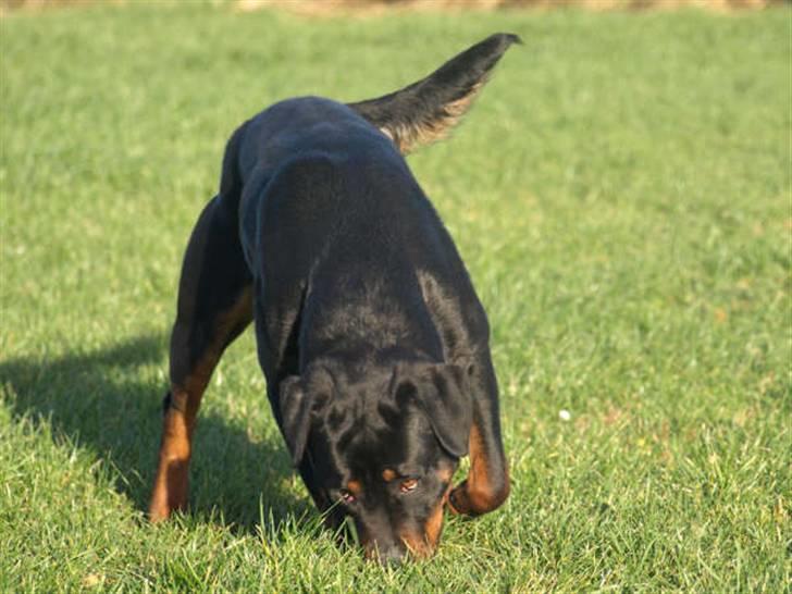 Rottweiler Chanti (Cue Chantell) - GAAB,det er kedeligt at få taget billeder billede 3