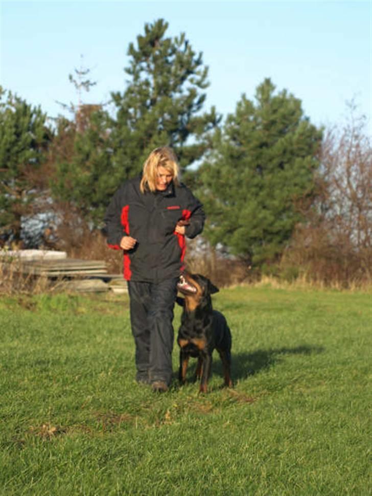 Rottweiler Chanti (Cue Chantell) billede 4