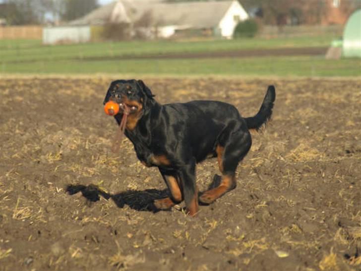 Rottweiler Chanti (Cue Chantell) billede 5