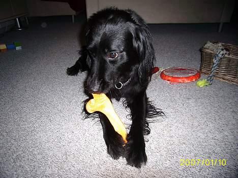 Blanding af racer Lucas - "øhhh jeg låner bare liiige Ricos legetøj.." billede 1