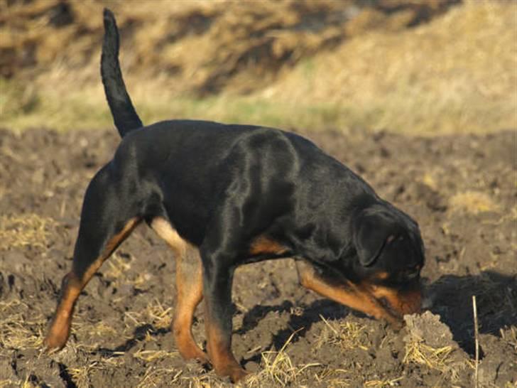 Rottweiler Chanti (Cue Chantell) billede 6