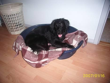 Blanding af racer Lucas - "uhh man ligger så godt i ricos hundekurv...." billede 2