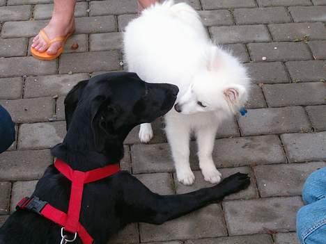 Japansk spids athos - her er mig og min ven freja billede 11