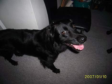 Blanding af racer Lucas - "står du nu også der.... ihh altså".. billede 3