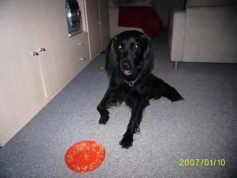 Blanding af racer Lucas - "jaa det er ihvertfald mit eget legetøj... basta" billede 4