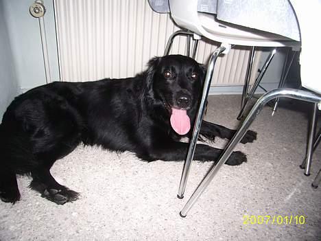 Blanding af racer Lucas - "puha det er så hårdt at lege med Rico...- gemmer mig lige her et øjeblik" billede 5