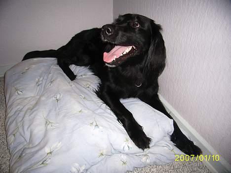 Blanding af racer Lucas - "Sådan ser jeg ud når jeg ligger rigtig fint på min dyne" billede 6