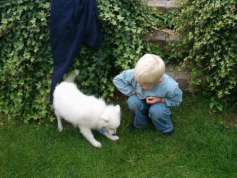 Japansk spids athos - og det her er så mig og skøre mads-emil billede 12