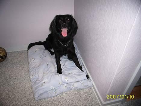 Blanding af racer Lucas - "årh nej nu kommer rico igen... puha han tager livet af mig..." billede 7