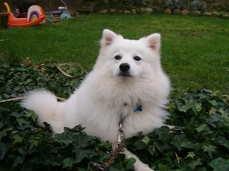 Japansk spids athos - har ligger jeg og slapper af billede 13