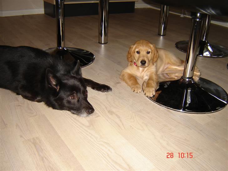 Golden retriever Sif - Sif & Sully billede 20