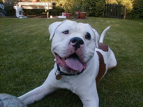 Amerikansk bulldog Dupont RIP - Ser jeg bare goffy ud eller hva? billede 2