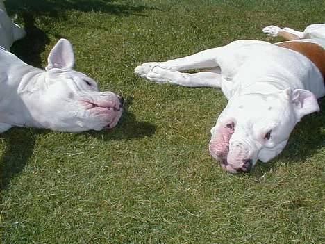 Amerikansk bulldog Dupont RIP - Hygger med min halvsøster Eos billede 3