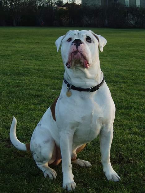 Amerikansk bulldog Dupont RIP - Hov hva det? billede 4