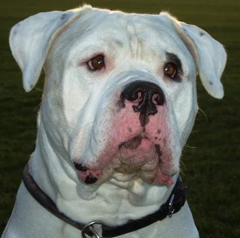 Amerikansk bulldog Dupont RIP billede 5