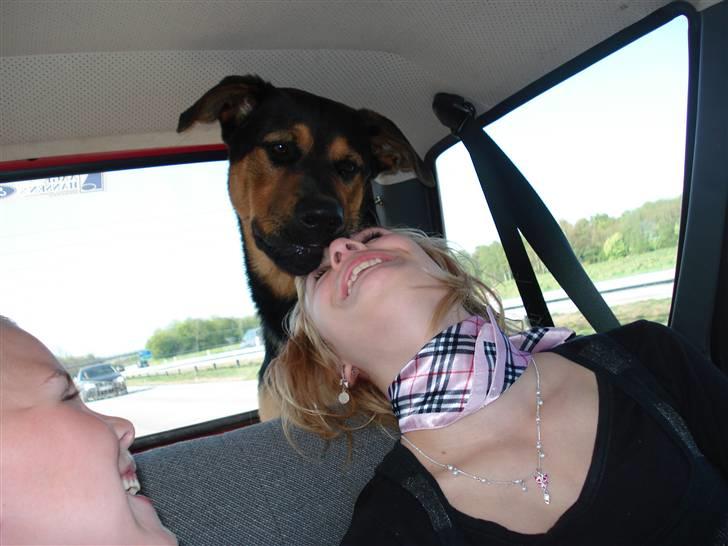 Blanding af racer Max af Søvang - Love in the car 8)    Foto : Mig billede 17