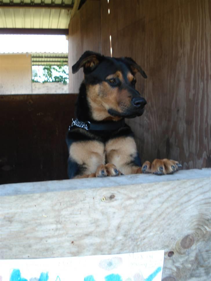 Blanding af racer Max af Søvang - Roskilde Dyrskue 2007 <3 . Kigger lige ud over min box :) Foto : Mig billede 18