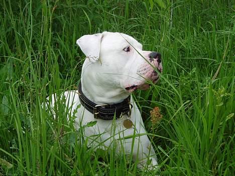 Amerikansk bulldog Dupont RIP billede 6