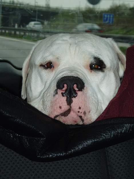 Amerikansk bulldog Dupont RIP - Får lille lur på vej hjem fra konkurrence billede 7