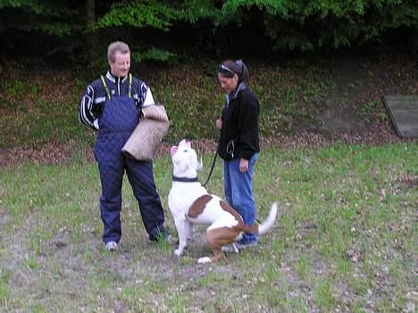 Amerikansk bulldog Dupont RIP billede 8