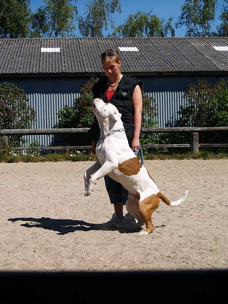 Amerikansk bulldog Dupont RIP - Skal lige fange den godbid... billede 9