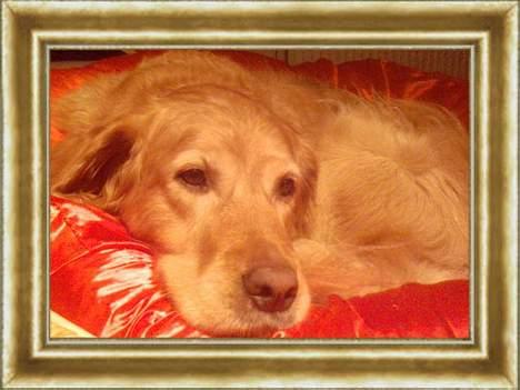 Golden retriever Lucky... - nåå så sødt..;bb billede 1
