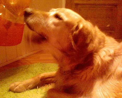 Golden retriever Lucky... - han gaber lii.. billede 2