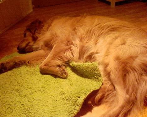 Golden retriever Lucky... - slapper lii lidt af!... xD billede 4