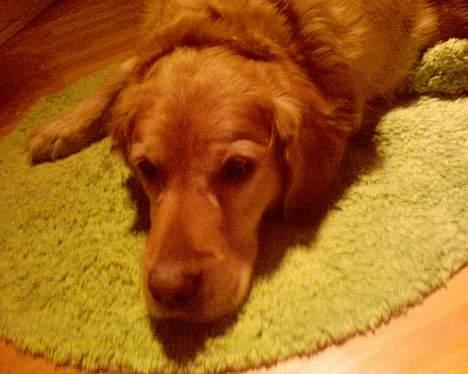 Golden retriever Lucky... - ..<3 billede 5