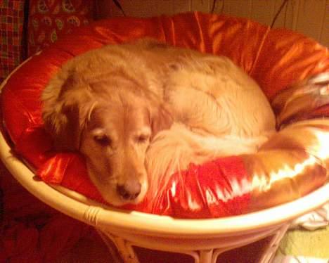 Golden retriever Lucky... - liqqer ii min fuslerede.;bb billede 6