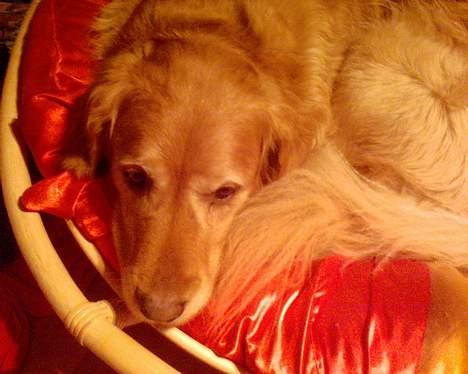 Golden retriever Lucky... - ... billede 7