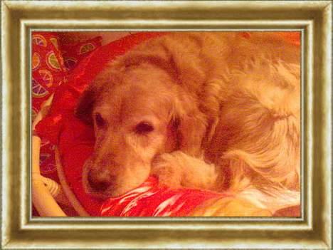 Golden retriever Lucky... billede 8