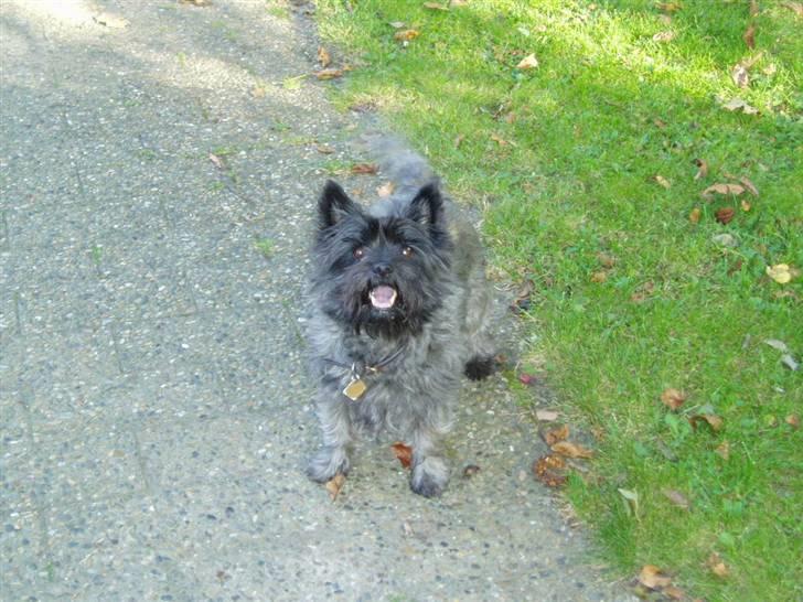 Cairn terrier Tilde RIP - så er der ballademager i sigte billede 1