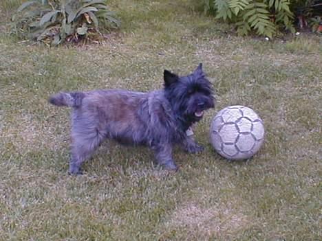 Cairn terrier Tilde RIP - Kom nu! Leg med mig! billede 2