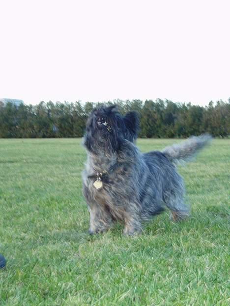 Cairn terrier Tilde RIP billede 3
