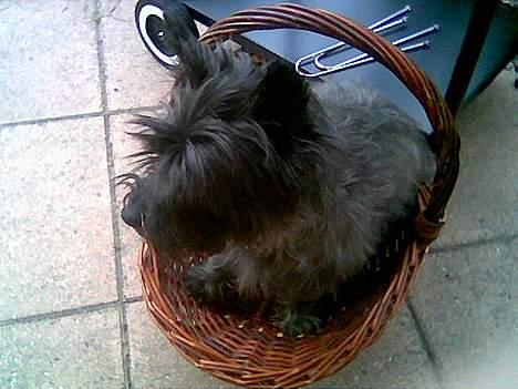 Cairn terrier Tilde RIP - Tilde sidder og hygger i sin kurv i haven billede 4
