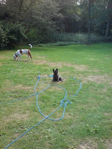 Cairn terrier Tilde RIP - Er blevet færdig med at lede efter mad. Ham den store er bare så langsom! billede 5