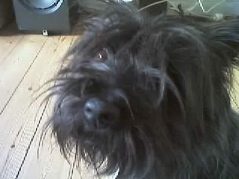 Cairn terrier Tilde RIP - Hva nu? billede 6
