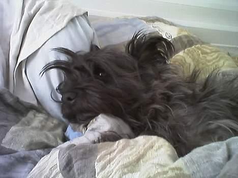 Cairn terrier Tilde RIP - Fjern det kamera! Jeg prøver at sove... billede 7