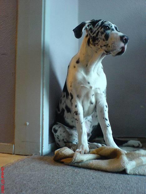 Grand danois THOR - 22 uger-ihhhhh den fotograf altså!! billede 19