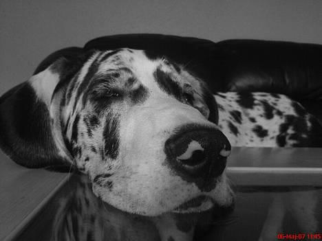 Grand danois THOR - 27 uger.....puuuuha..det var noget af en gåtur.. ;-) billede 20