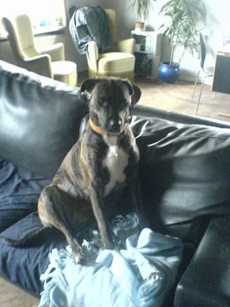 Amerikansk staffordshire terrier silk billede 1