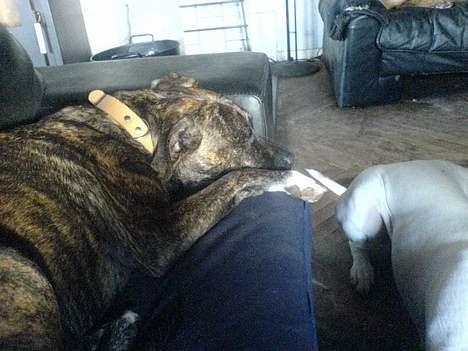 Amerikansk staffordshire terrier silk billede 3