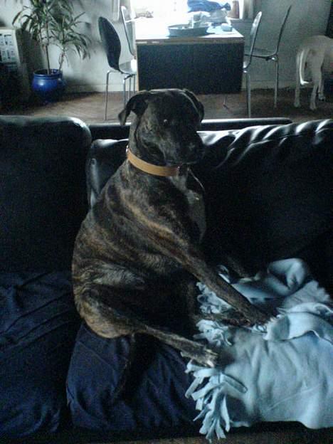 Amerikansk staffordshire terrier silk billede 4