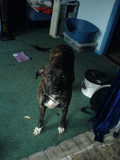 Amerikansk staffordshire terrier silk billede 5