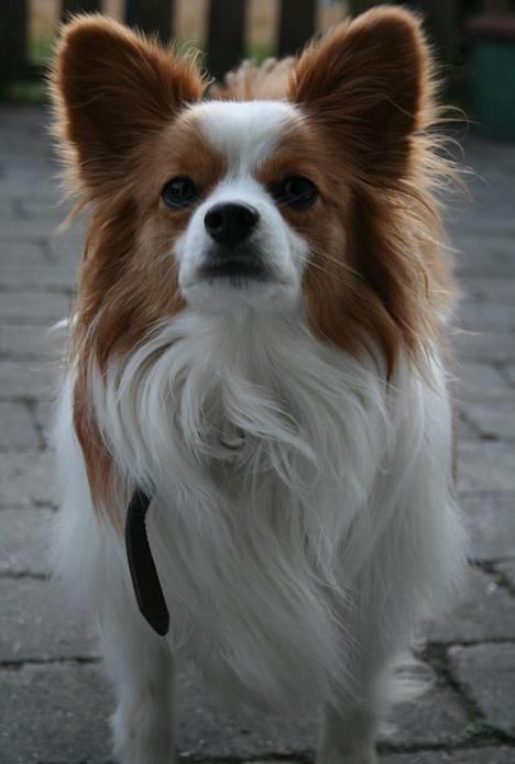 Papillon Jojo - Tjek lige sommerfugle mønsteret! :-)  billede 1