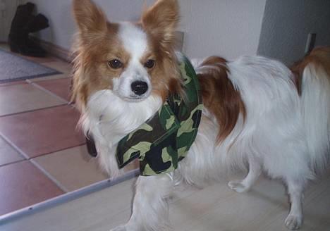 Papillon Jojo - Min lille soldat *G* billede 2