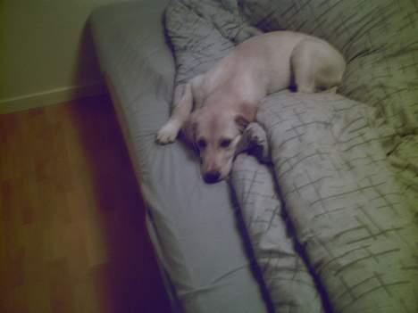 Golden retriever Bianca billede 1