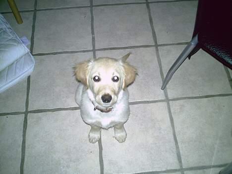 Golden retriever Bianca billede 2