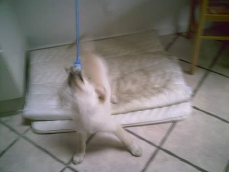 Golden retriever Bianca billede 3